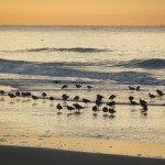 Sandpipers forage for dinner at sunset. Photo by Andy Bowden