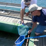 Volunteers Ed Dillon (left) and John Zartler check out one of the white sea bass grow out pens the Balboa Angling Club manages through the Hubbs replenishment program. — Photo by Sara Hall