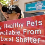 A woman cheers toward cars honking in support while protesting the I Heart Puppies pet store in Corona del Mar. — Photos by Sara Hall