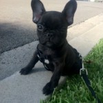 Stitch the French Bulldog out for a walk in his new neighborhood.