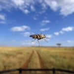 A Tsetse fly at the Banning Ranch property: this complicates things.