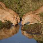 The big cats take a leisurely drink from a rainwater-filled rut, oblivious to the furious whirring and clicking of tourists’ cameras.