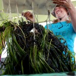 Briana Madden, education director for OC Coastkeeper, holds up a rack of eelgrass bundles on Monday at the Back Bay Science Center. Volunteers transplanted about 100 bundles from around Harbor Island to Upper Newport Bay as part of Coastkeeper's four year Newport Back Bay Eelgrass Project. — All photos by Sara Hall