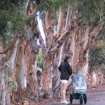 City to Remove 54 Decayed Blue Gum Trees from Castaways Park