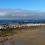 Crystal Cove	— Photo by Sir Walter Wallack