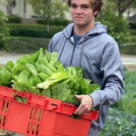 A National League of Young Men, Newport Mesa, volunteer carries a cart full of freshly picked vegetables to be distributed to the needy in Orange County.