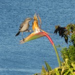 Birds of Paradise	 — Photo by Julie Sherwin