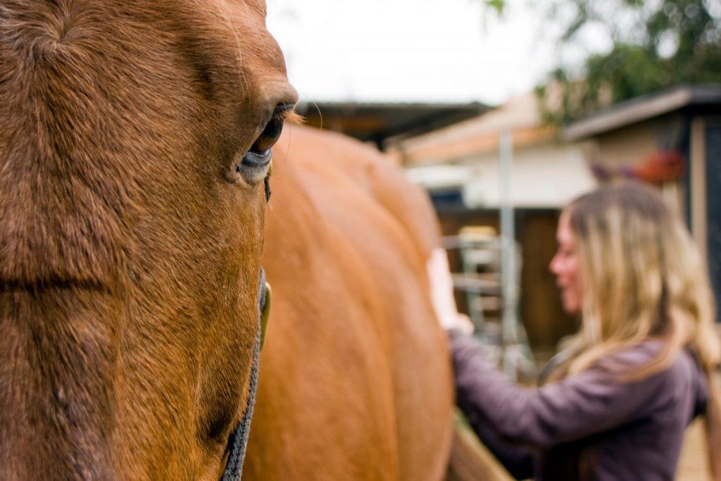 Girls from a local rehab home work on getting healthy by helping horses at the Back Bay Therapeutic Riding Club. The nonprofit organization recently started working with women in recovery from eating disorders. — Photo by Sara Hall ©