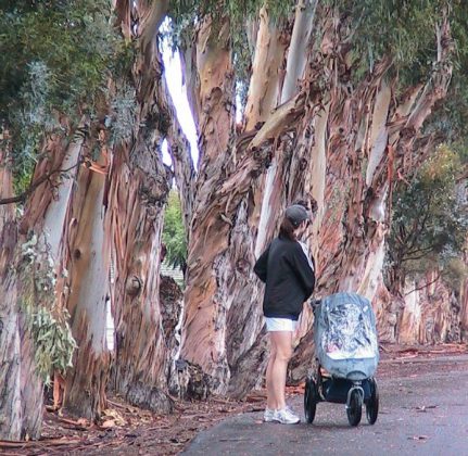 Expert: Castaways Trees Hazardous - Newport Beach News