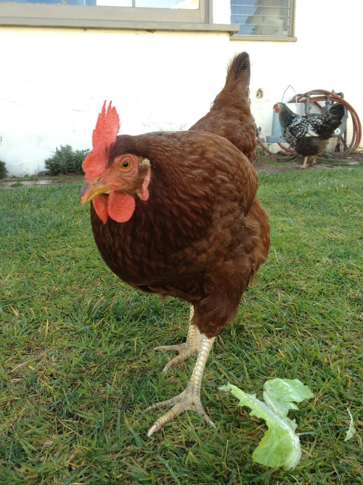 chicken1