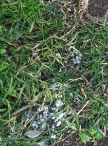 chickens_rock_salt1