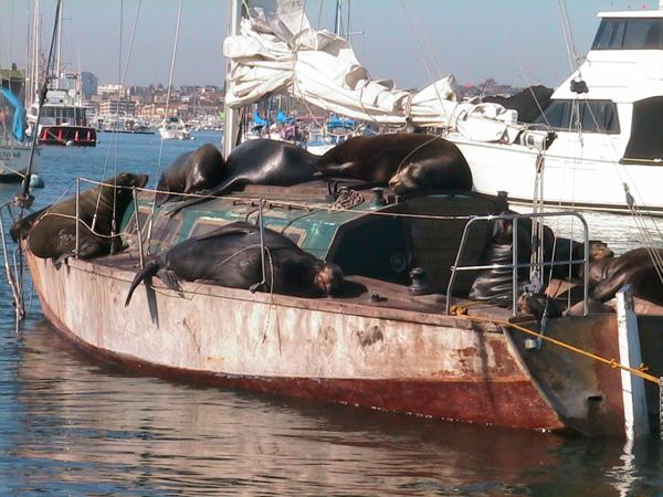 Newport Beach Local News Abandoned Ships - Newport Beach ...