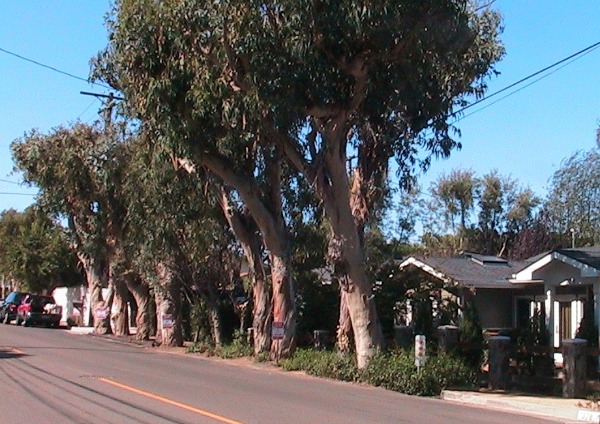 trees1-web