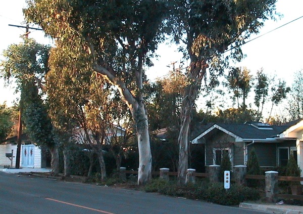 trees2-web