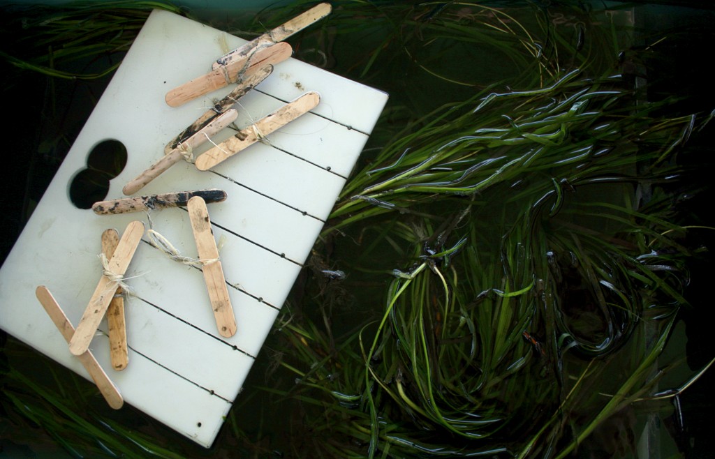 A rack of eelgrass sits in a tub before getting transplanted into the Upper Newport Bay. — Photo by Sara Hall ©