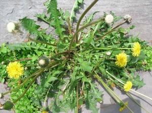 zcol-lynn-dandelion-web