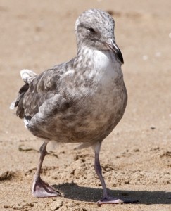 zcol-lynn-gull-web
