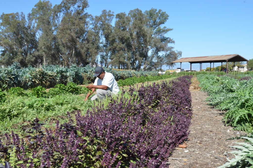 unity farm with gabriel ruiz