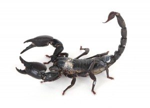 Scorpion