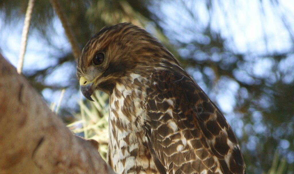 On the lookout: Red Tailed Hawk — Photo by Fred Forster