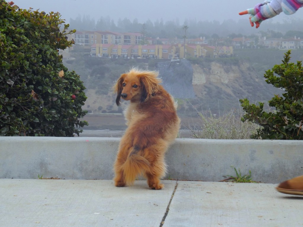 Molly...look out there! — Photo by Kellen Givens