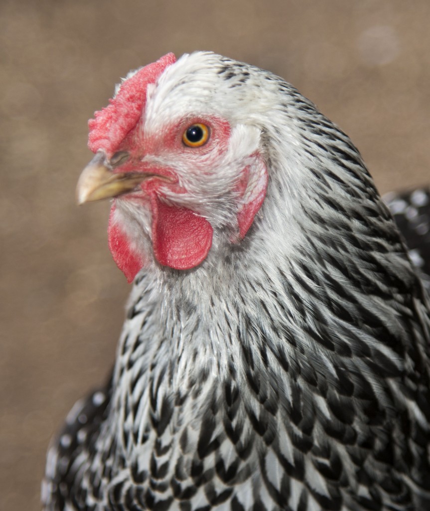 One of the hens at her new home.