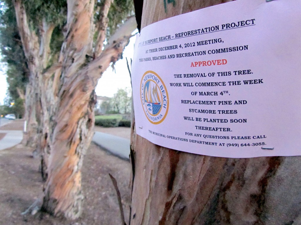 tree A sign posted on one of the blue gum eucalyptus trees on Groves Bike Trail stating that the tagged tree is scheduled for removal by the city.