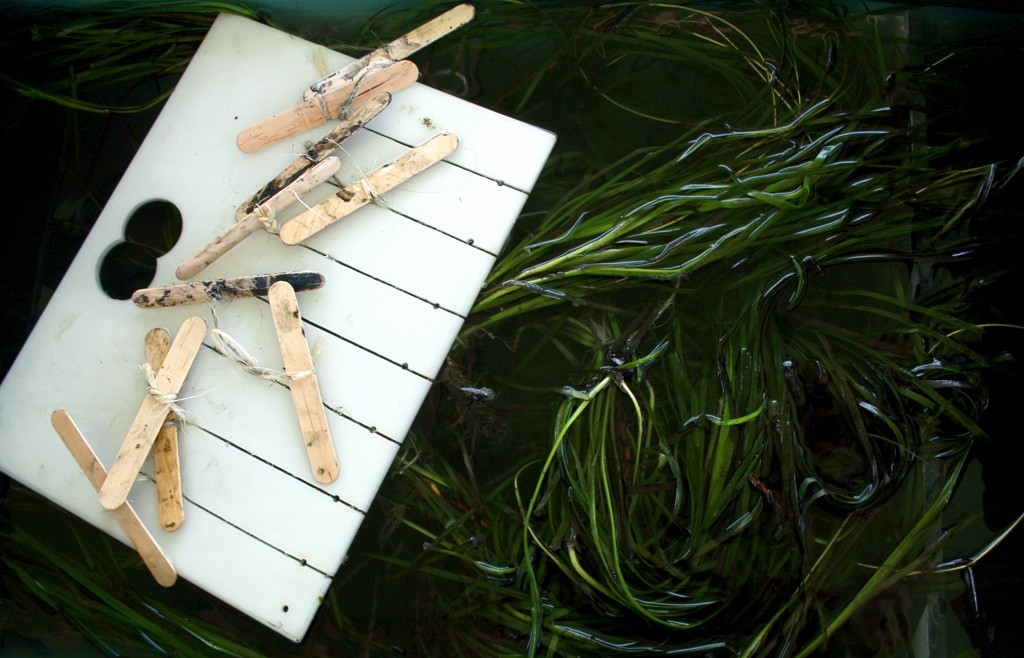 A rack of eelgrass sits in a tub before getting transplanted into the Upper Newport Bay last year. — Photo by Sara Hall