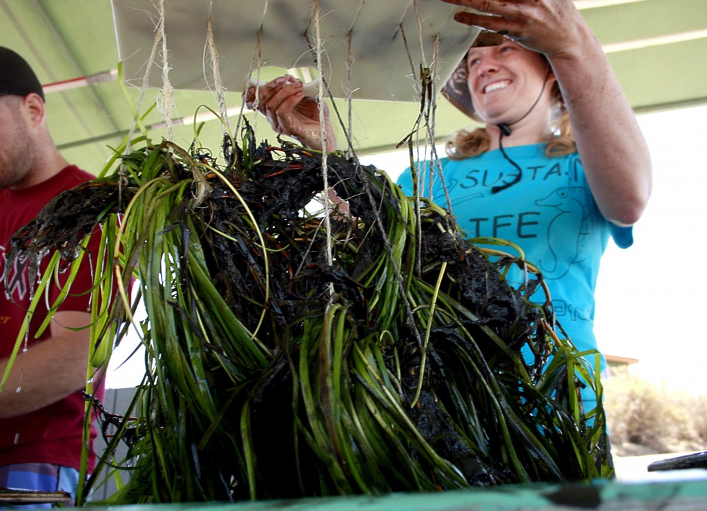 Brianna Madden, education director for OC Coastkeeper, holds up a rack of eelgrass bundles at the Back Bay Science Center last June. Volunteers transplanted about 100 bundles from around Harbor Island to Upper Newport Bay as part of Coastkeeper’s four year Newport Back Bay Eelgrass Project.  — Photo by Sara Hall