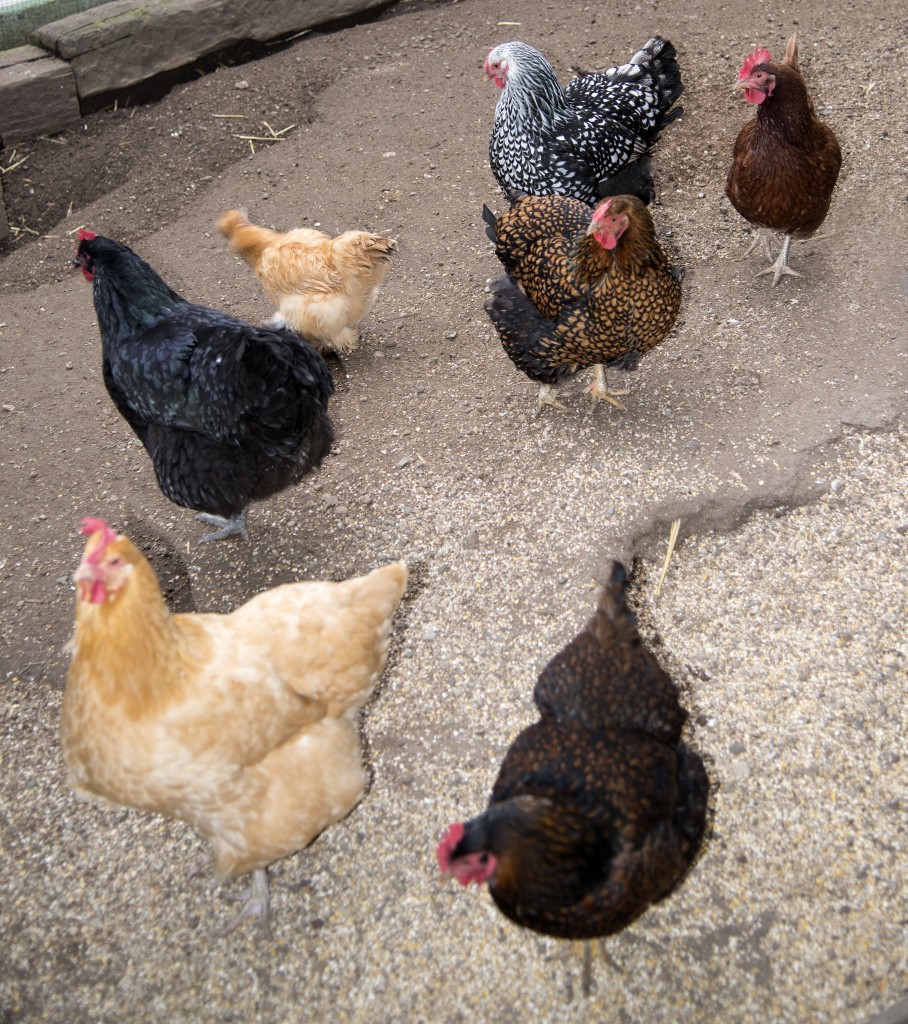 The Goldenrod 6 chickens have spent the last year clucking away with their coop mates in their new home at the Newport Beach Vineyard and Winery. — Photo by Charles Weinberg