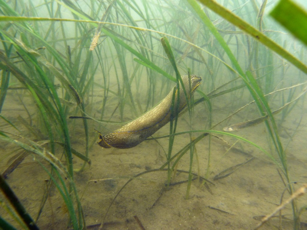 A navanax sea slug balances on a blade of eelgrass transplanted to an area near the Back Bay Science Center by Coastkeeper last summer. 