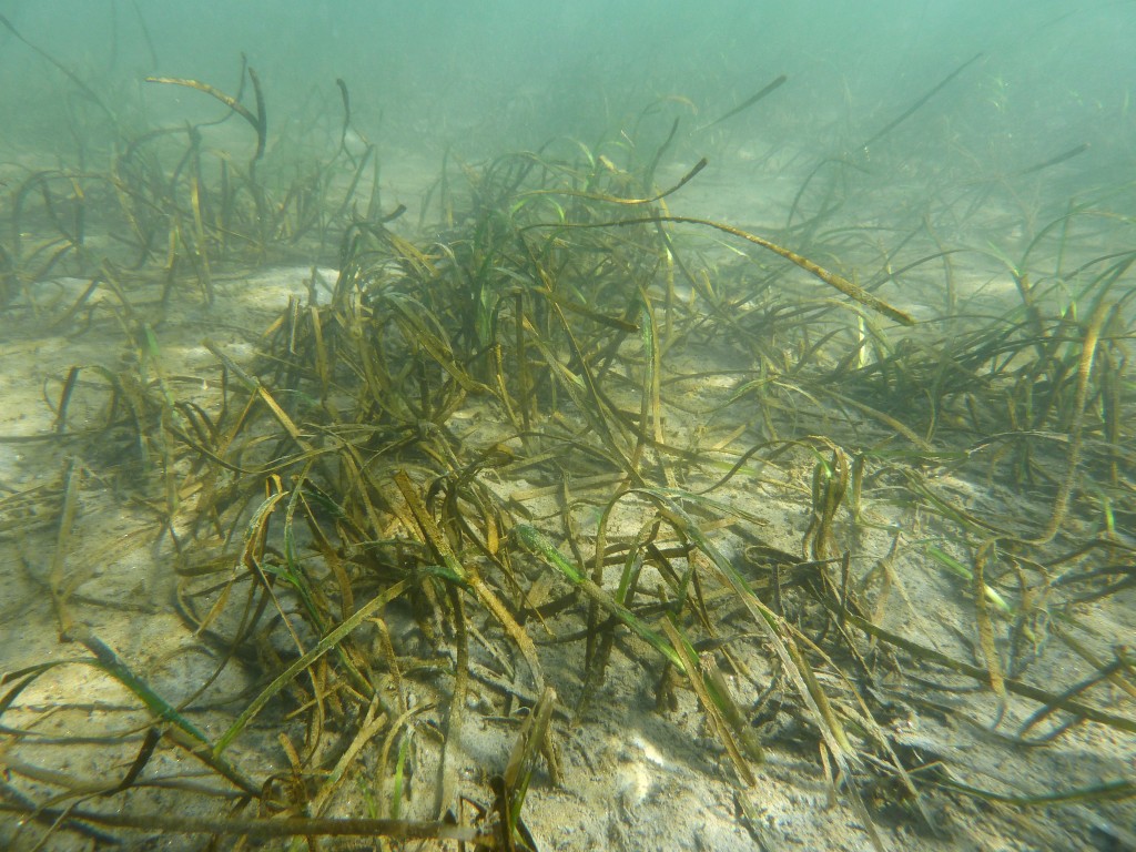 A section of transplanted eelgrass is bent and partially buried in January after heavy rain washed sediment down the watershed into the bay. The grass dies back a bit to conserve resources during the rainy winter months. — Photo courtesy of Coastkeeper ©