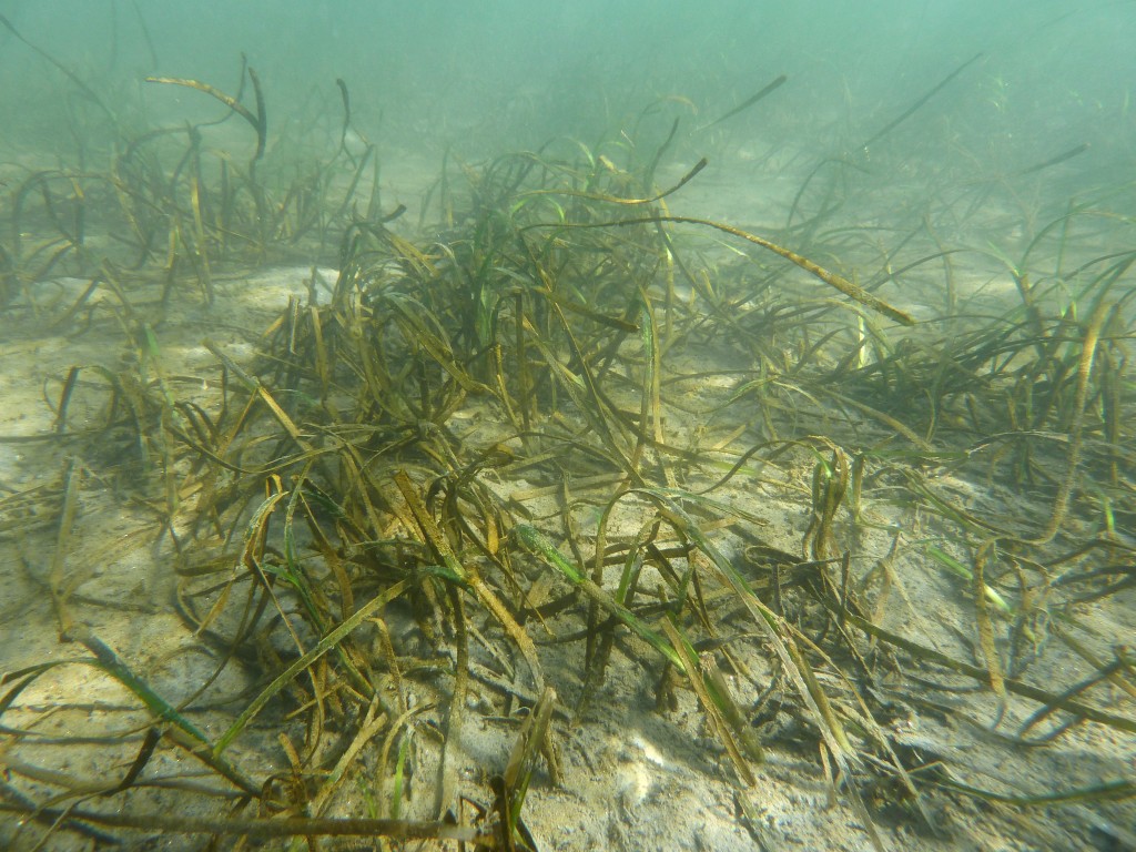 A section of transplanted eelgrass is bent and partially buried in January after heavy rain washed sediment down the watershed into the bay. The grass dies back a bit to conserve resources during the rainy winter months.  — Photo courtesy of Coastkeeper ©