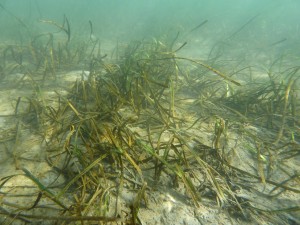 A section of transplanted eelgrass is bent and partially buried in January after heavy rain washed sediment down the watershed into the bay. The grass dies back a bit to conserve resources during the rainy winter months. — Photo courtesy of Coastkeeper
