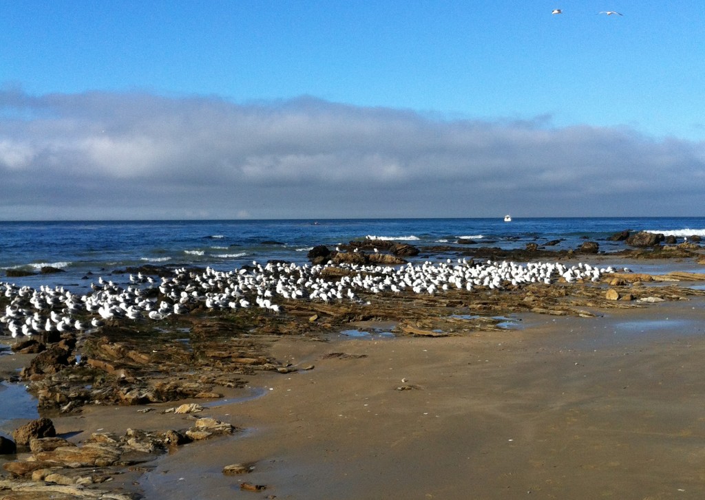 Crystal Cove— Photo by Sir Walter Wallack