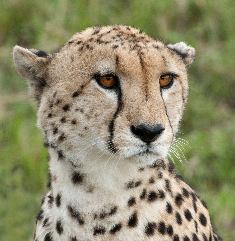 Cheetah on the prowl in Africa. — Photo by Charles Weinberg