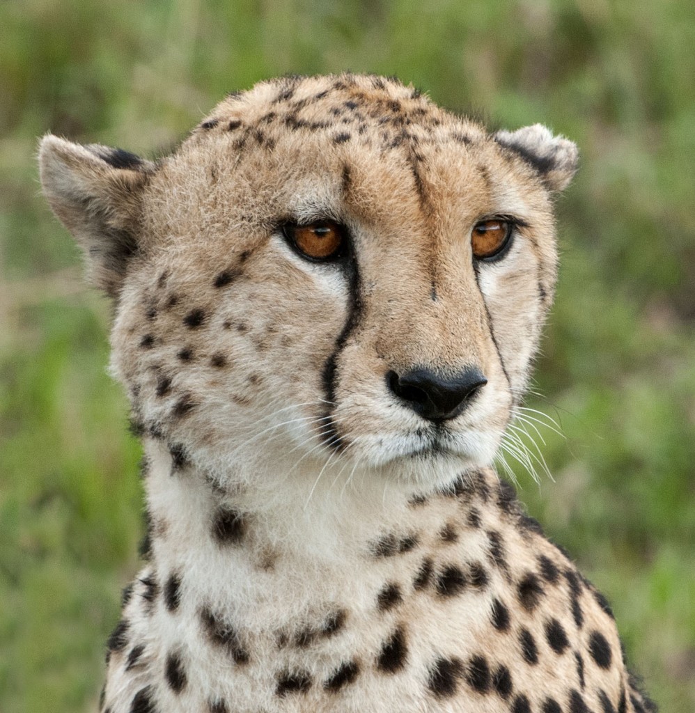 Cheetah on the prowl in Africa. — Photo by Charles Weinberg