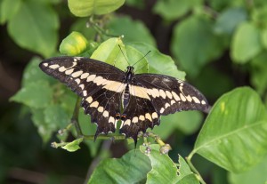 Western Tiger Swallowtail at the butterfly house at the ENC — Photo by Charles Weinberg