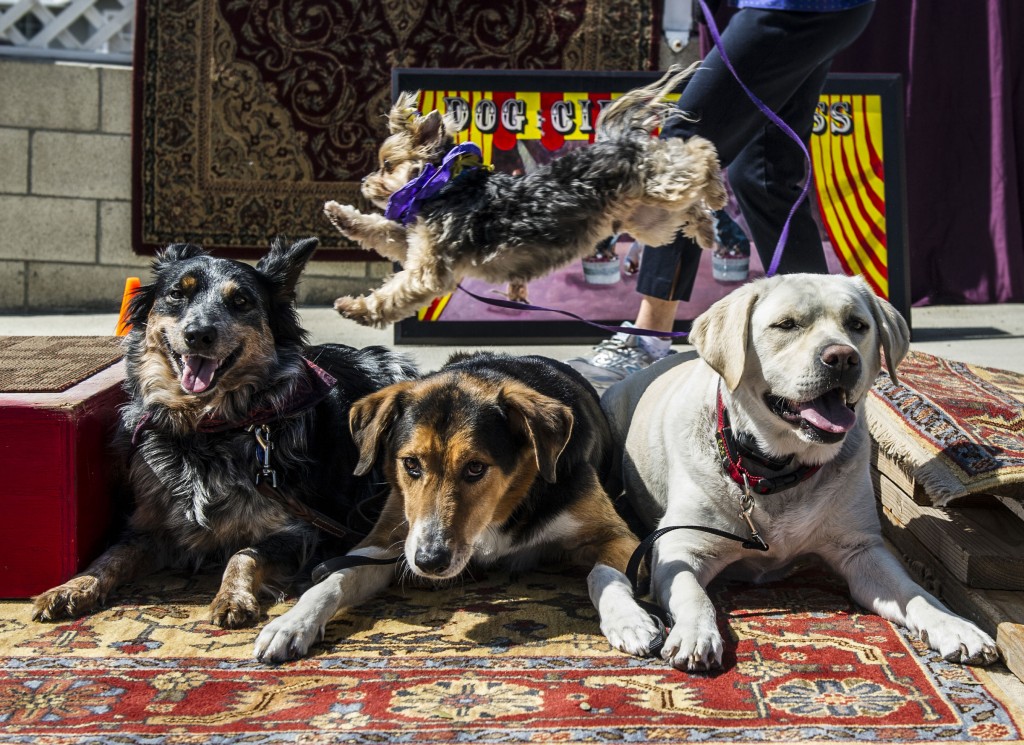 The Great Carlino does a “little daredevil” trick, using a launch ramp to jump over (left to right) Dusty Girl, Baxter, and Cooper during a recent dog circus class at For a Civilized Dog training in Newport Beach.