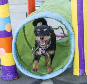 Flor, a miniature pinscher-terrier mix up for adoption, runs through a tube during circus class.