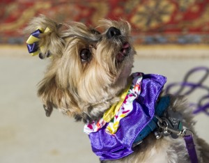 : The Great Carlino, a 5-year-old Maltese-Yorkshire Terrier mix does tricks for treats.