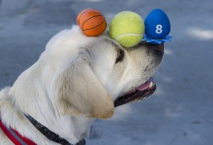 Golden lab, Cooper, 3, is a master at balancing random items on her head.