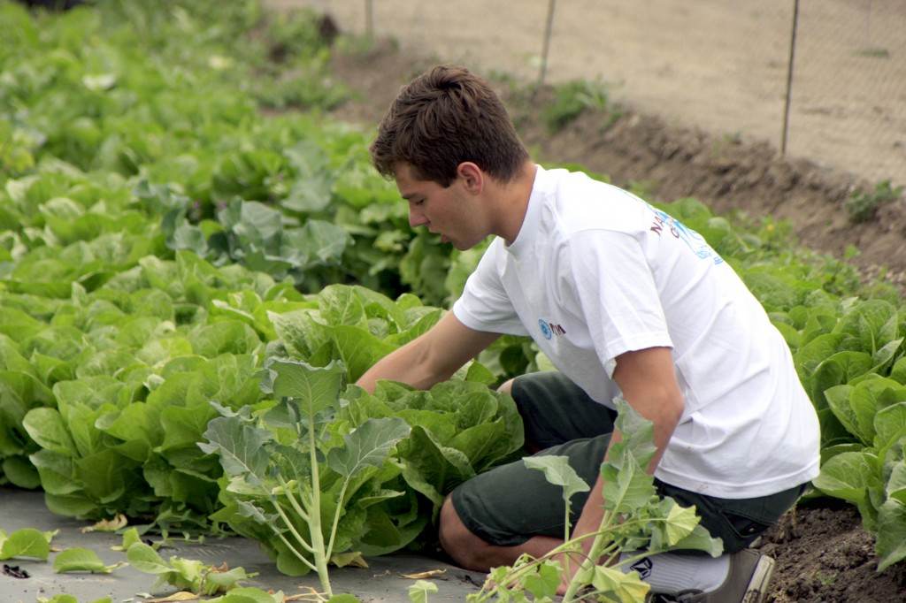 Corona del Mar High School sophomore, Hunter Wetton, picks lettuce at the Incredible Edible Park in Irvine on Saturday. — All photos by Sara Hall