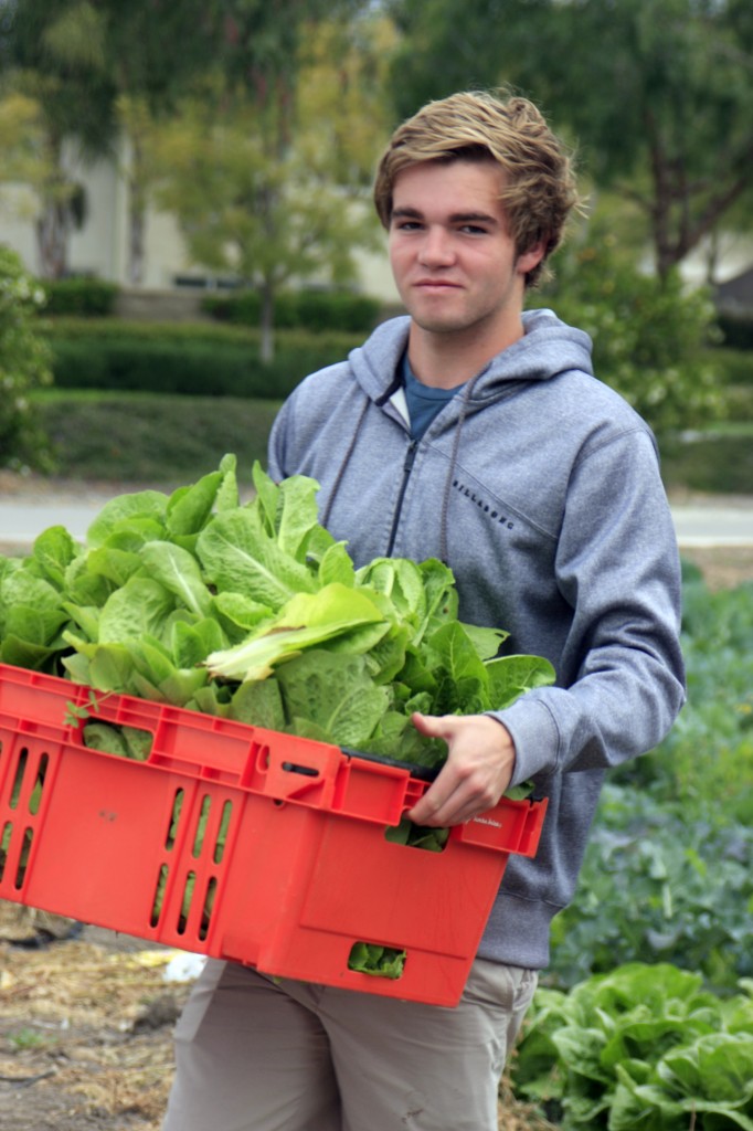 A National League of Young Men, Newport Mesa, volunteer carries a cart full of freshly picked vegetables to be distributed to the needy in Orange County. 