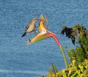 Birds of Paradise — Photo by Julie Sherwin