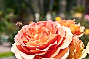 Bee busy at work — Photo by Deidre Palladino