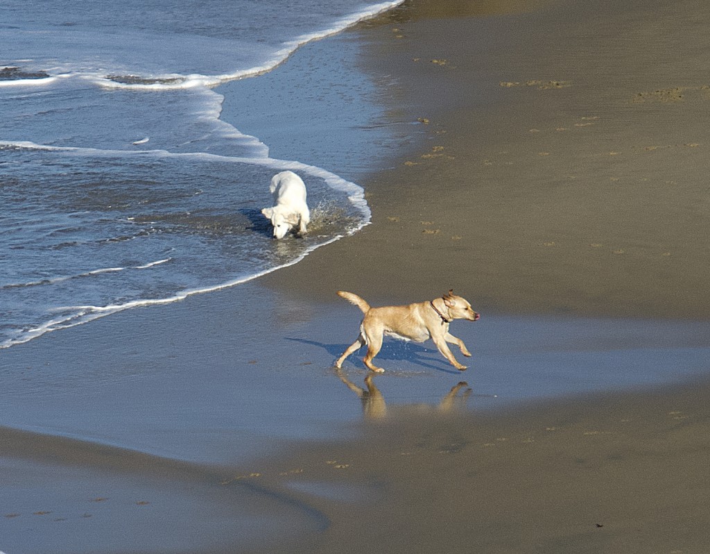 Dogging it...Main Beach, Corona del Mar, — Photo by Lawrence Sherwin