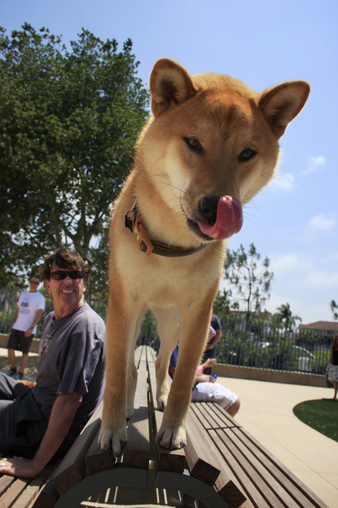 Raegan hops up on the benches at the new dog park at the civic center and park during Saturday's grand oepning event. — Photo by Sara Hall