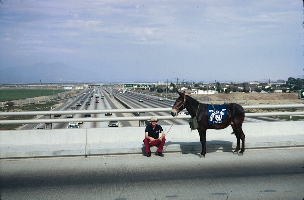 Dave Kunst stuck in an Orange County intersection with a stubborn mule on the last leg of his journey. 