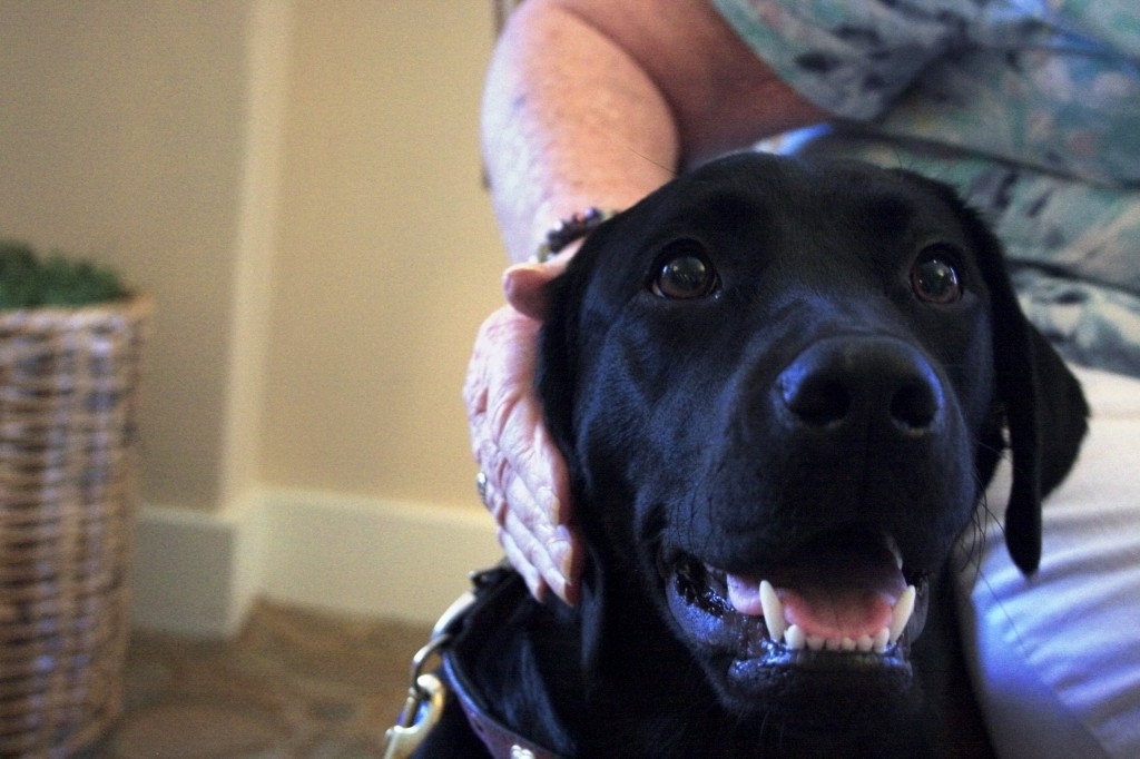 Raja gets petted by a senior resident at Crown Cove.